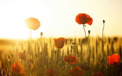 MARIProject Version 7.4